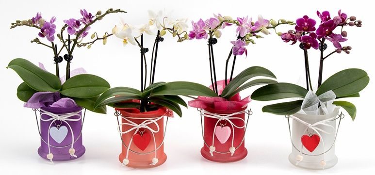 Purple Orchids Care pots