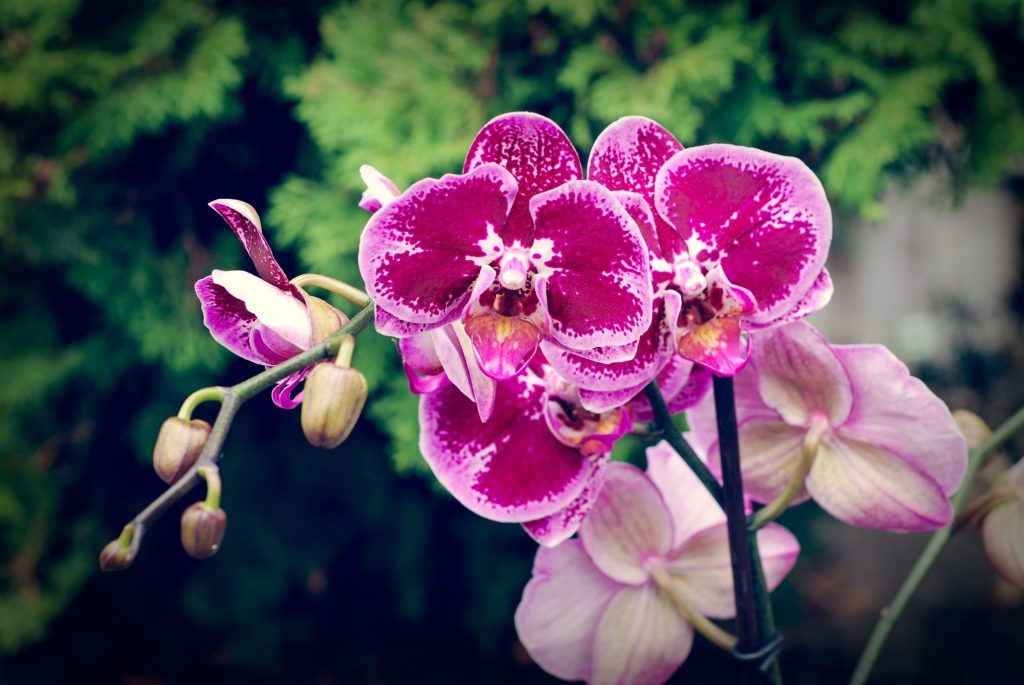Purple Orchids flowering