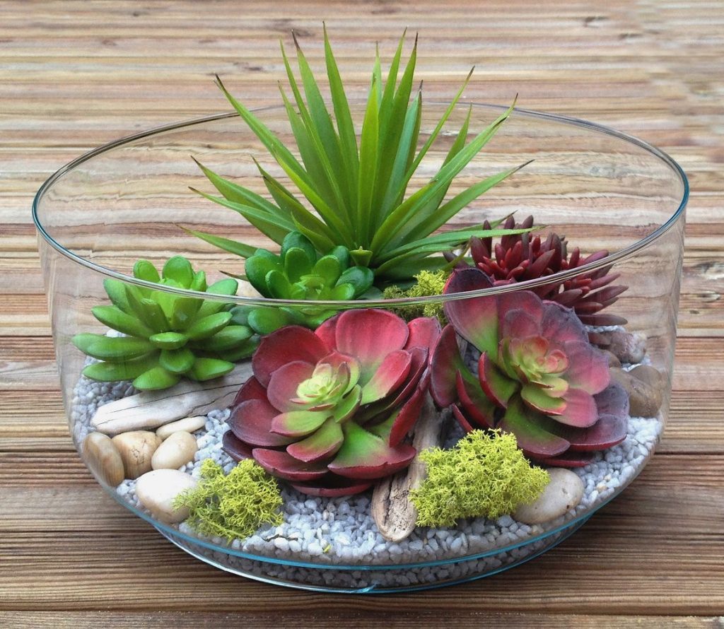 Create and Care for Your Succulent Terrarium