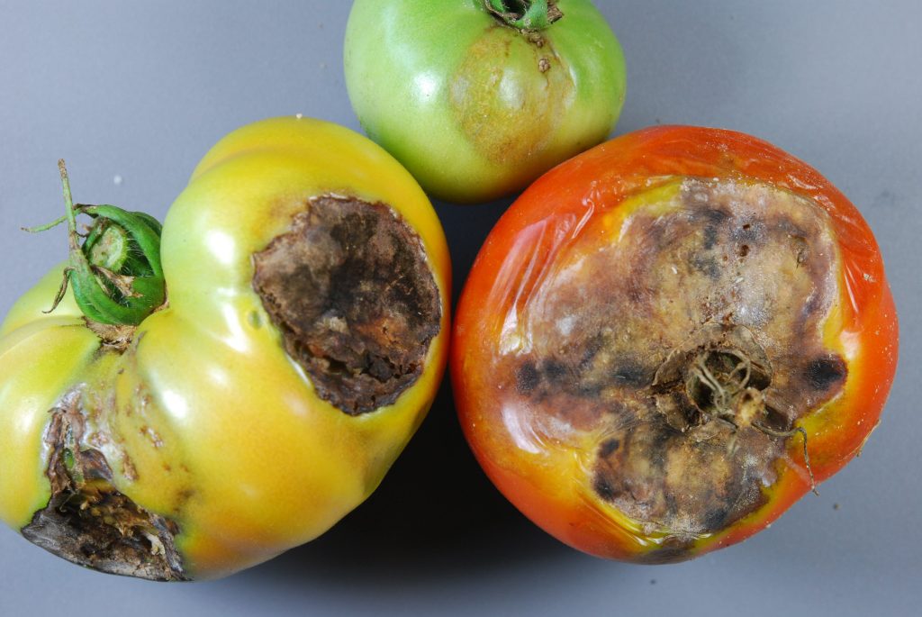 Anthracnose of tomatoes