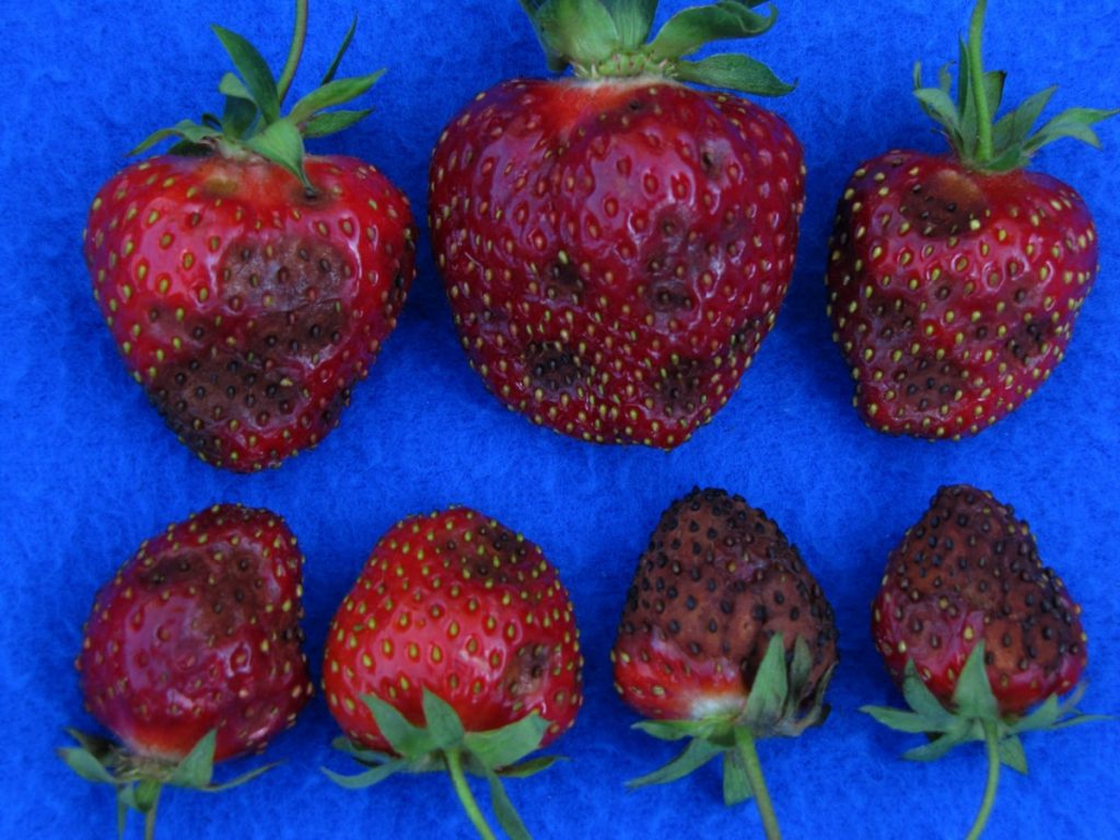 Strawberry Anthracnose Disease