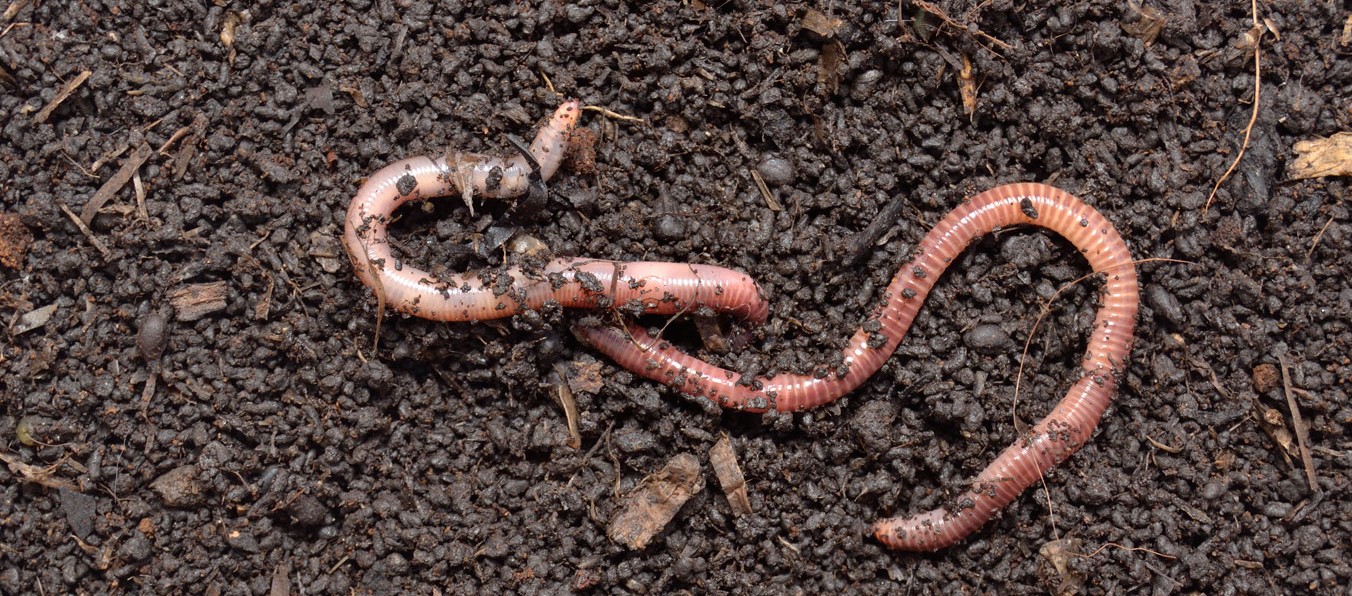 Are Jumping Worms and Giant Lawn Worms Real?