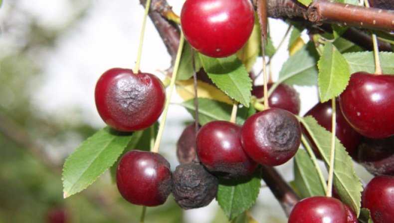 Cherry Anthracnose Disease