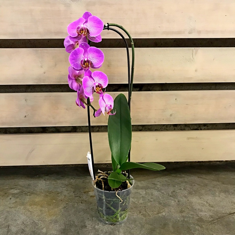 Purple Orchids Care tips