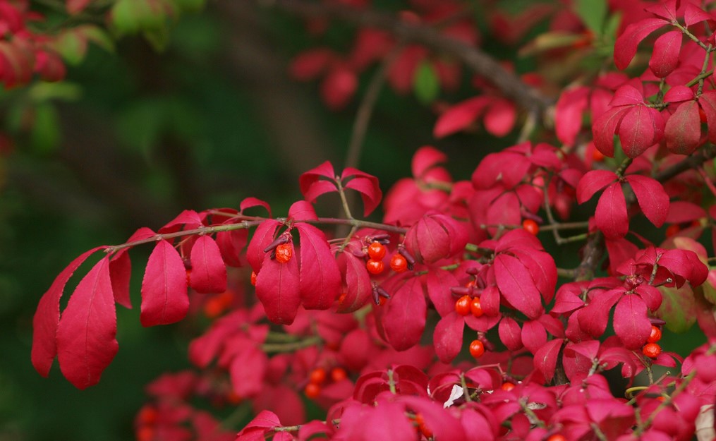 Euonymus: Your Comprehensive Care Guide for All Varieties