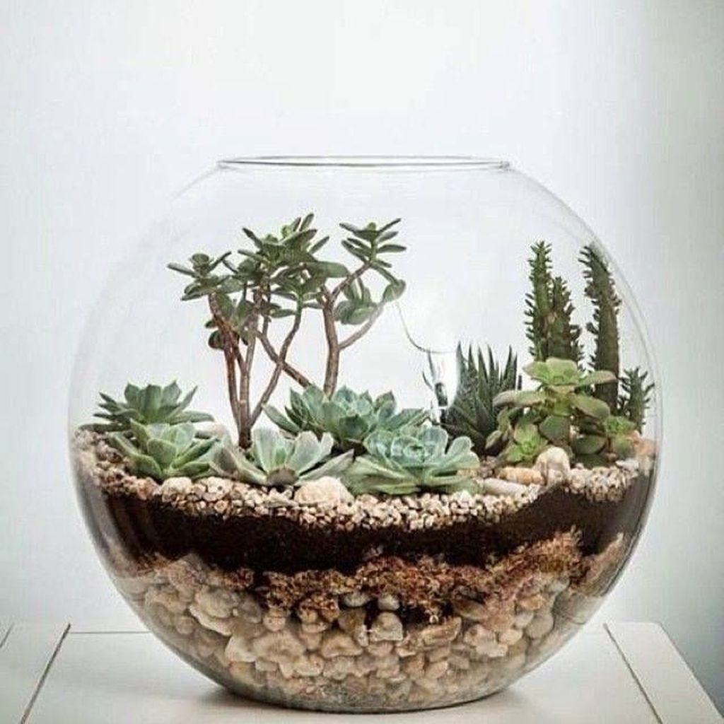 Create and Care for Your round Succulent Terrarium