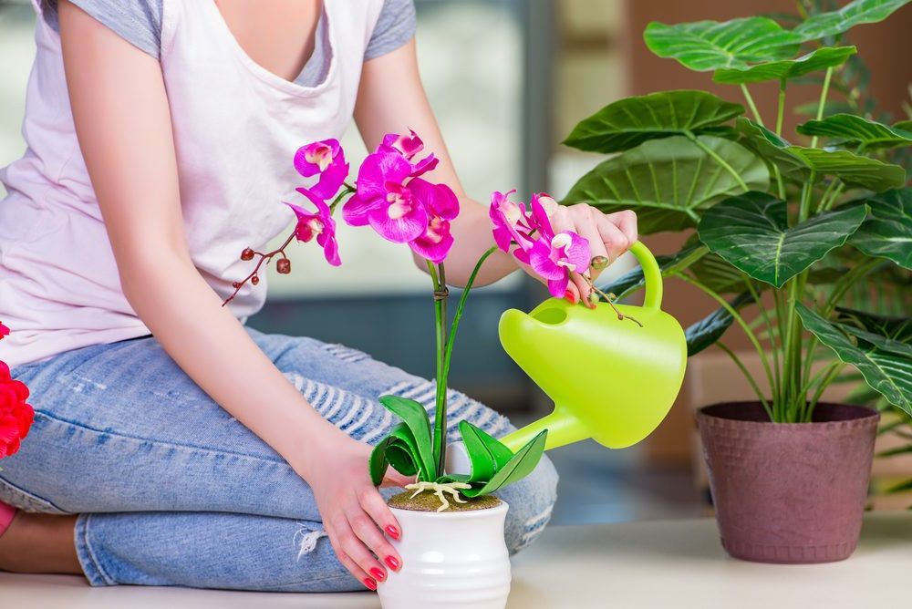Watering The Purple Orchid