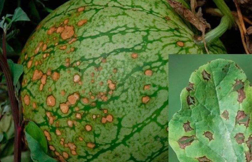 Anthracnose Disease of melon 
