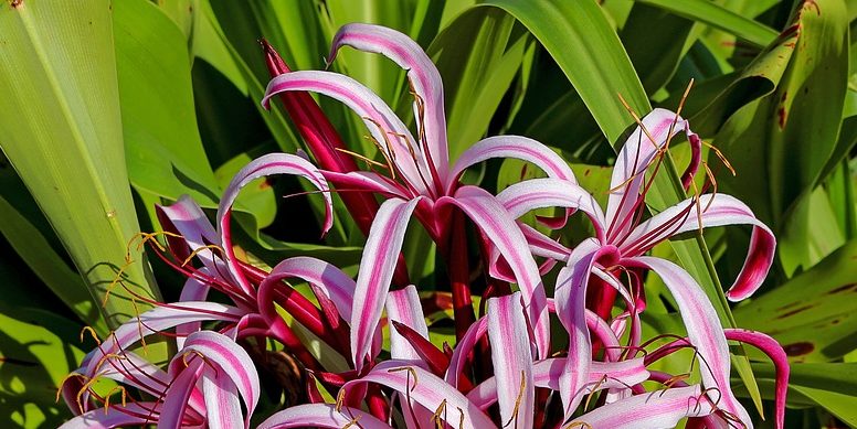Detailed Crinum Lily Care Guide: Quick and Easy Tips