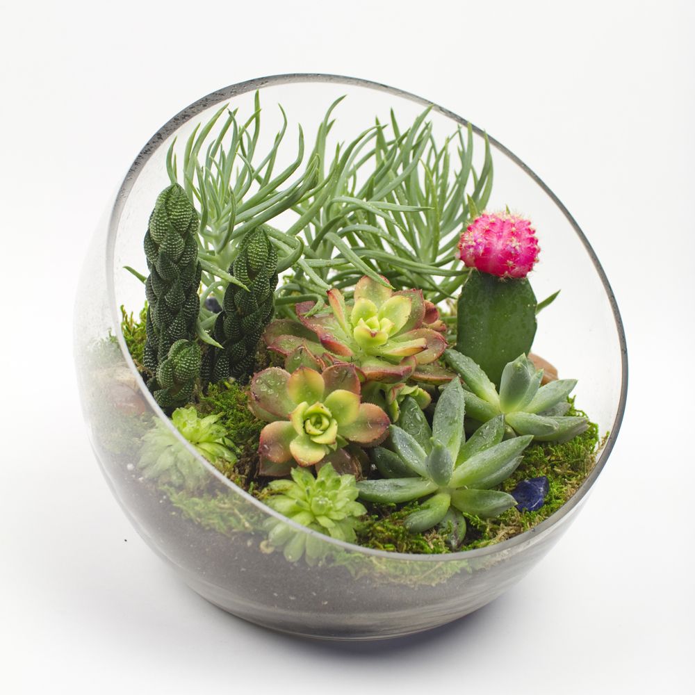 Create Your Succulent Terrarium