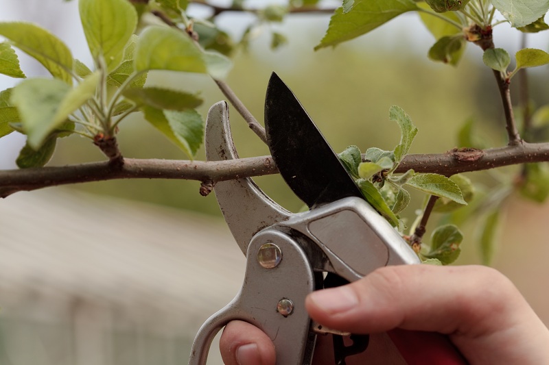 Dwarf Lilac pruning