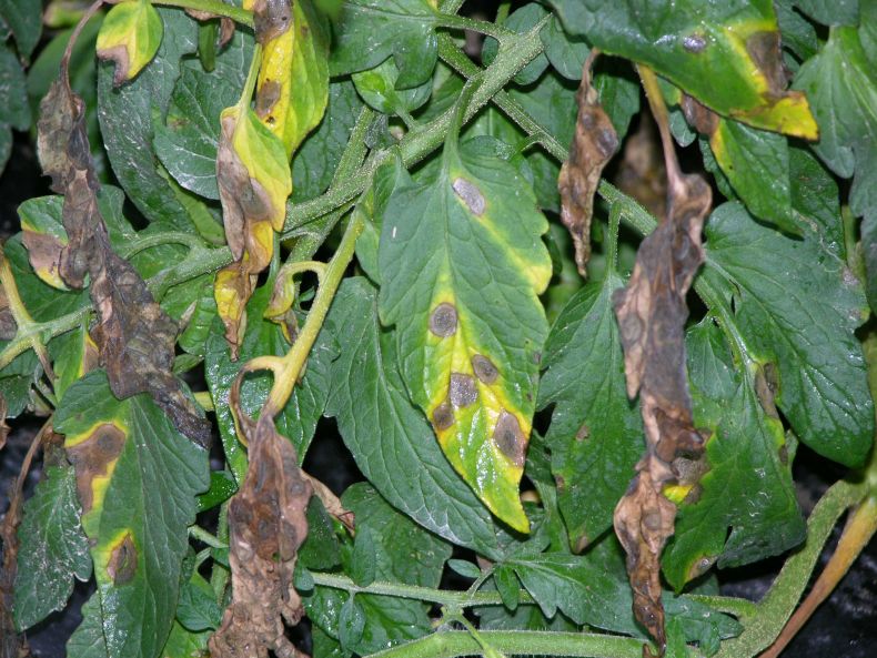 Anthracnose Disease of tomatoes