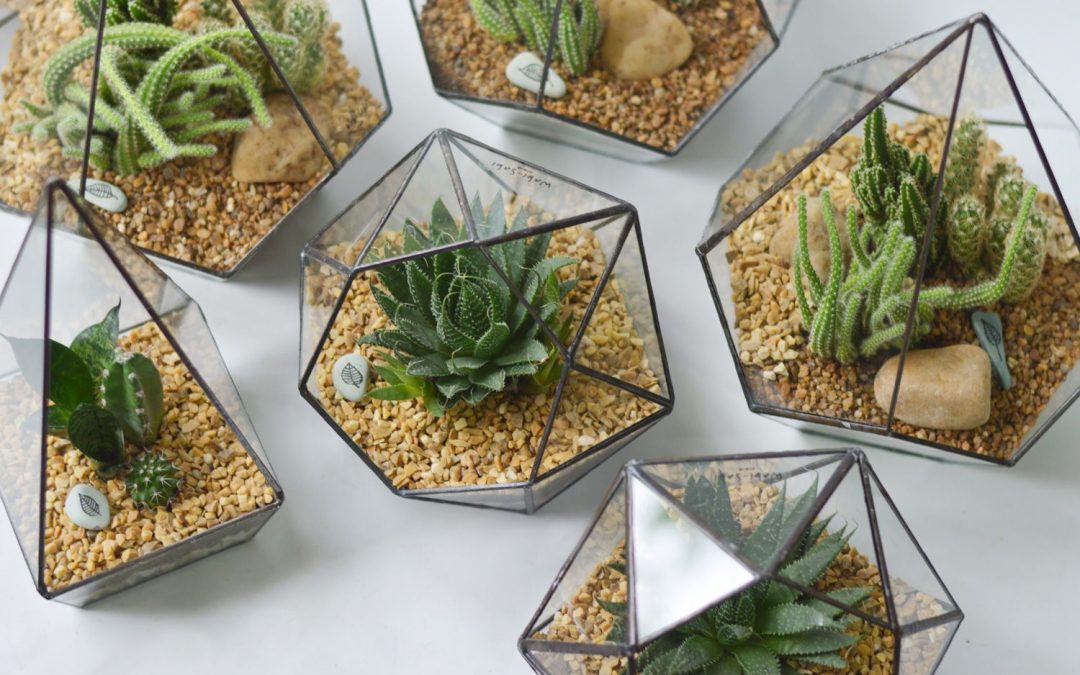 Easy Steps to Create and Care for Your Succulent Terrarium