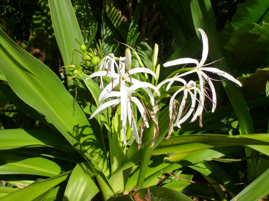  Crinum lily in field
