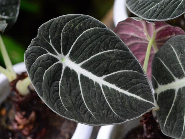 Alocasia Black Velvet leaves