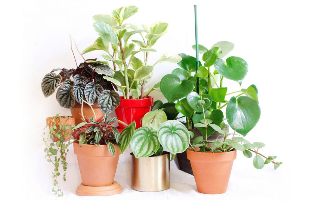 The Full Guide to Caring for All Peperomia Varieties