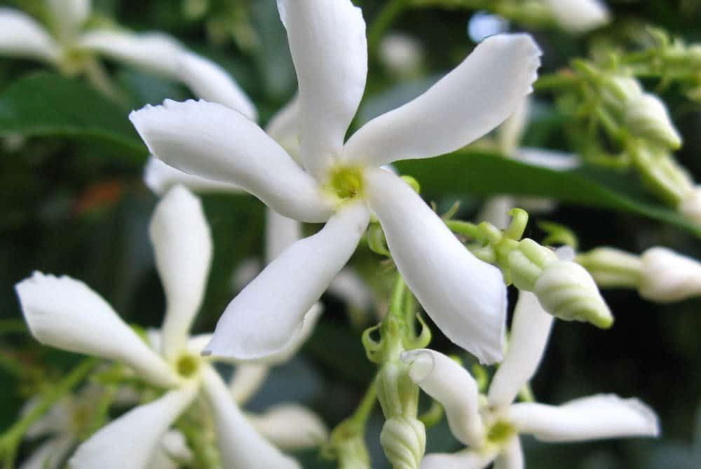 Asian Jasmine flower