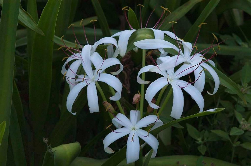  Crinum lily white