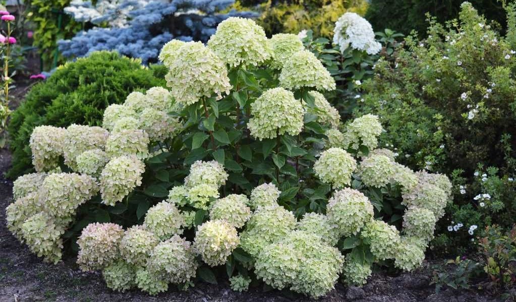 Little Lime Hydrangea Tree: Planting and Care Guide