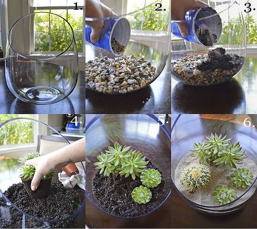 steps to Create and Care for Your Succulent Terrarium