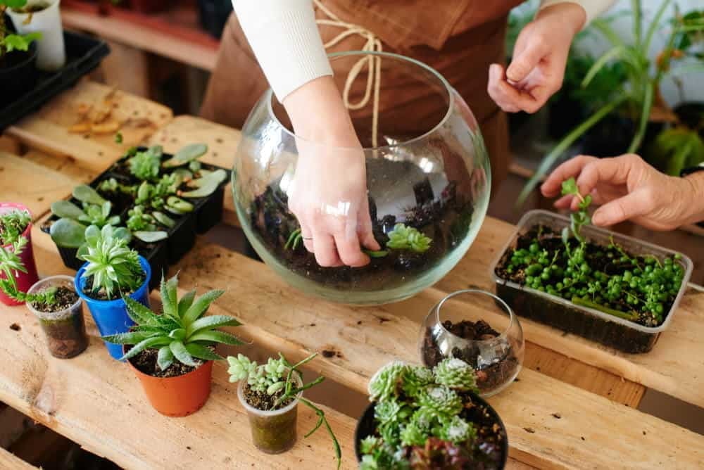 how to Create and Care for Your Succulent Terrarium