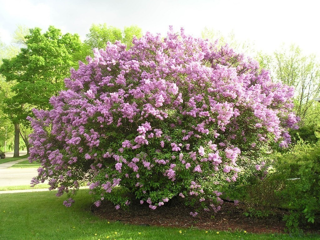 Dwarf Lilac trees