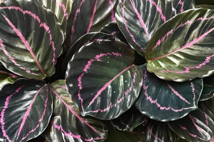 Simplified Calathea Roseopicta Care Guide With Easy Tips