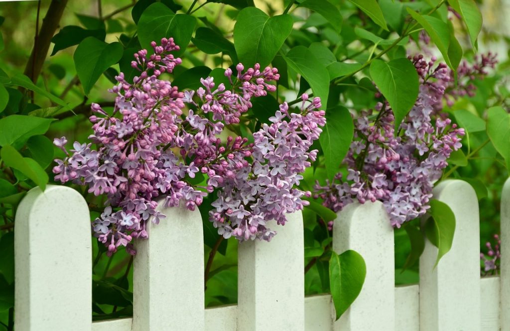 Dwarf Lilac in fence