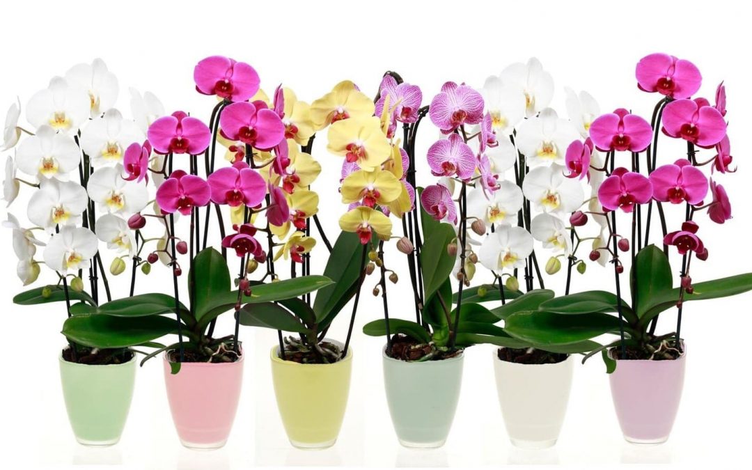 Unlocking The Secrets of Purple Orchids Care at Home