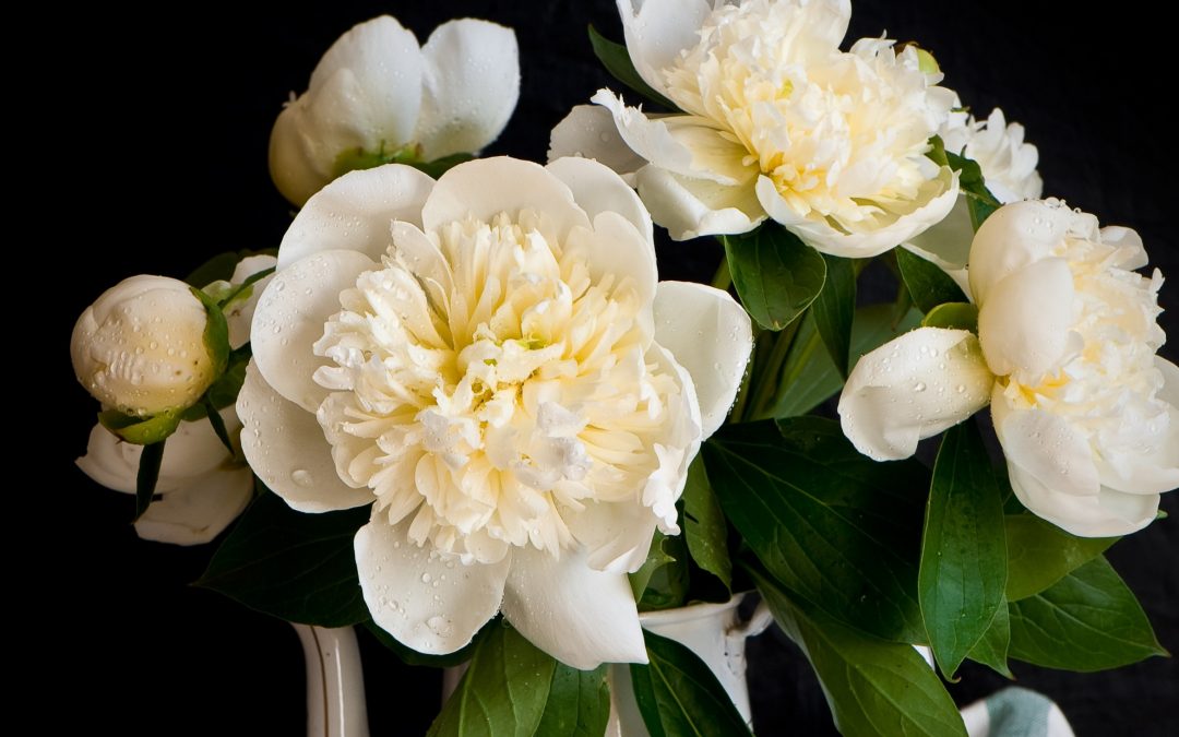 White Peony Care: The Ultimate Guide for All Varieties