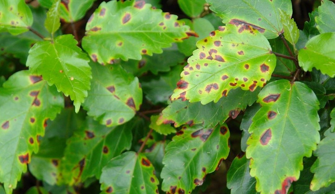 Anthracnose Plant Disease: The Full Treatment Guide