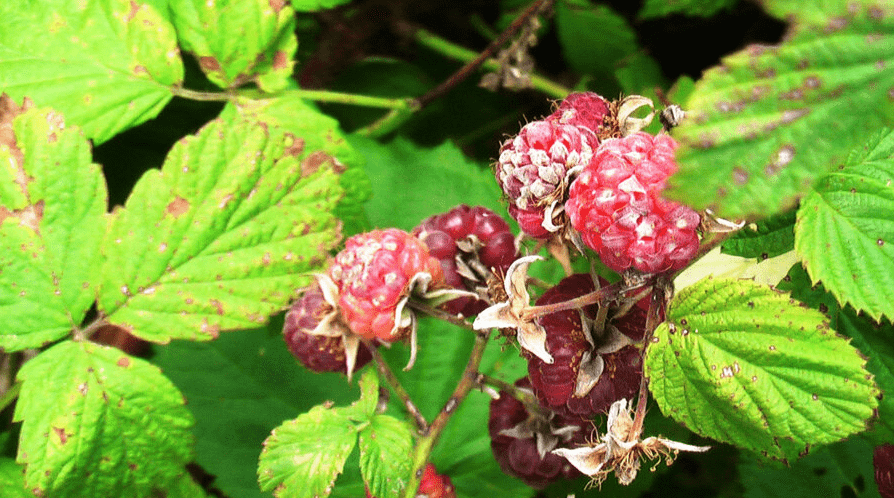 Raspberry Anthracnose Disease