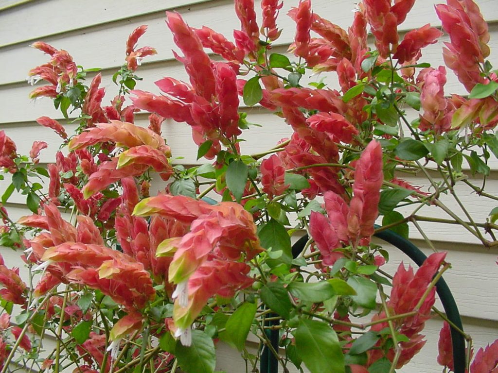 The Shrimp plant watering