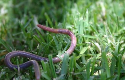 lawn worms in garden grass