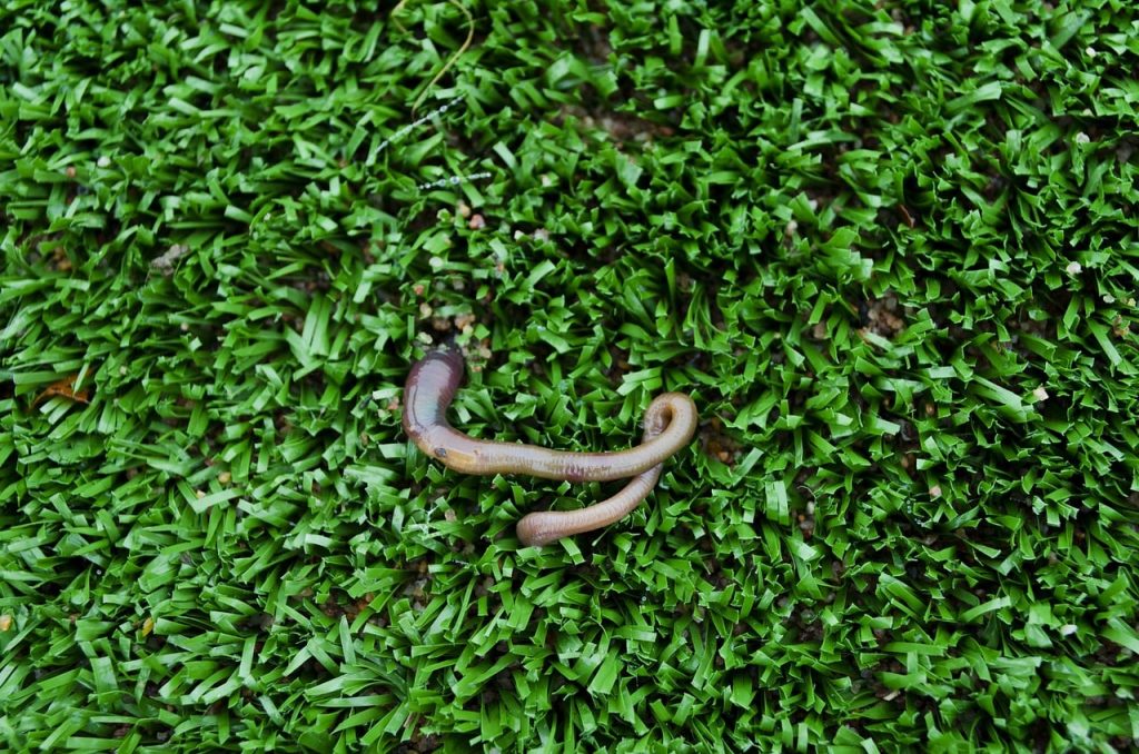 lawn worms in grass