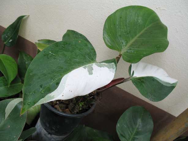 Philodendron 'White Knight' at home