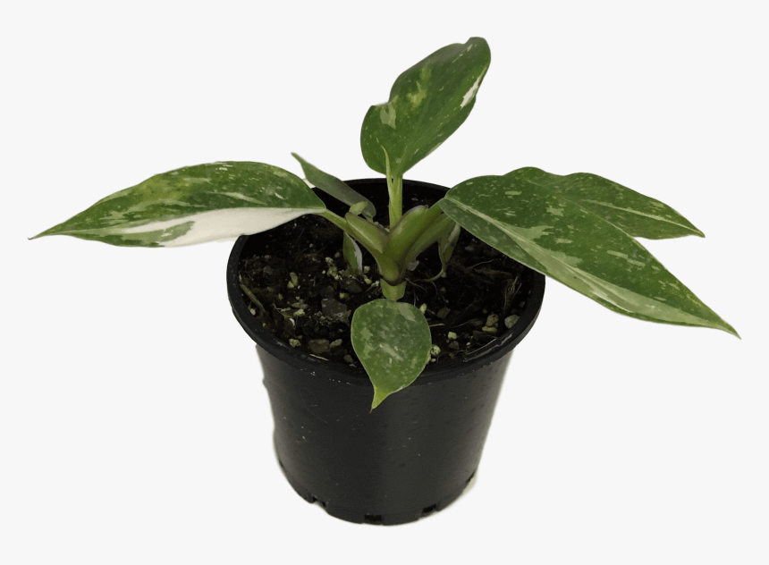 Philodendron 'White Knight in pot