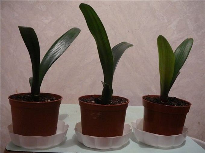 Kaffir Lily in pots
