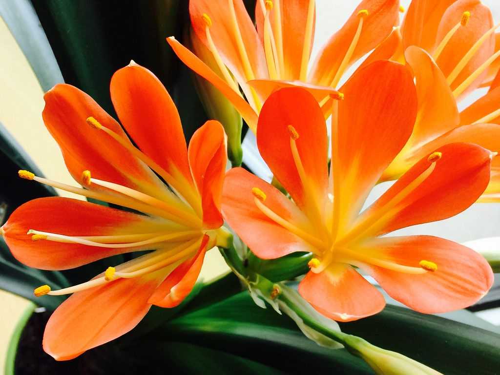 Kaffir Lily orange flower