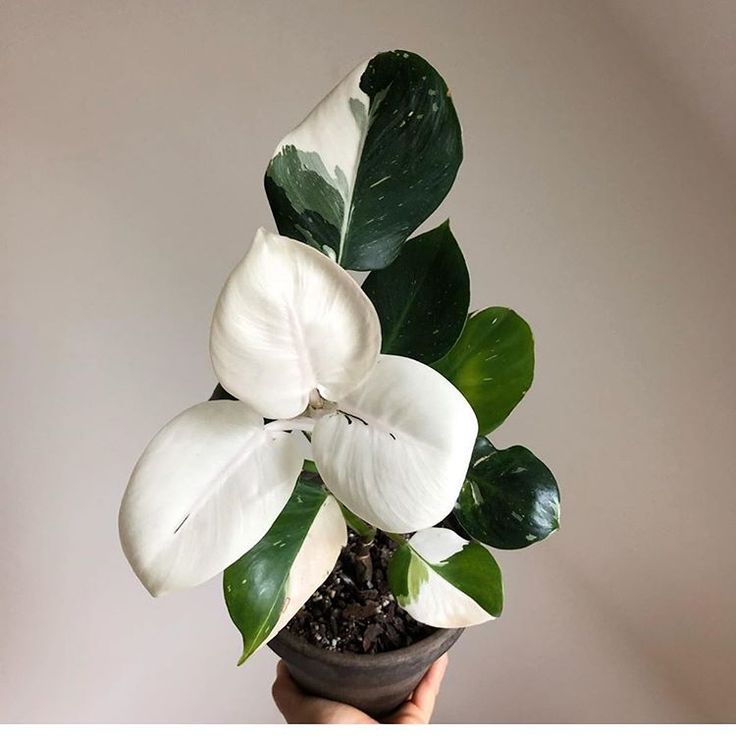 Philodendron 'White Knight' indoors 