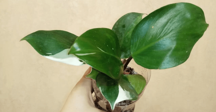 Philodendron ‘White Knight’ Care 101: A Step-by-Step Guide