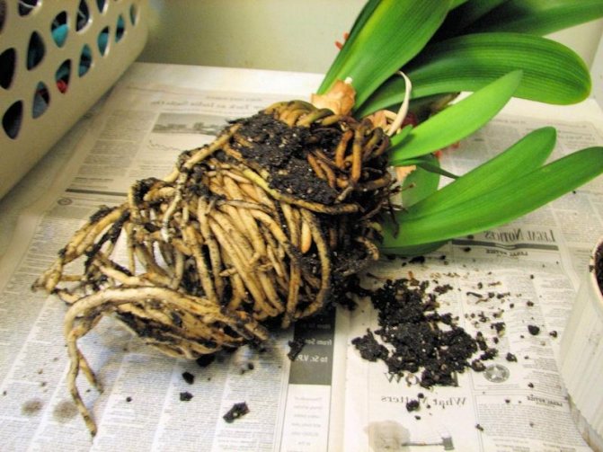 Kaffir Lily roots