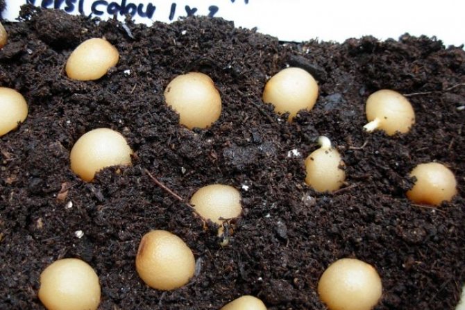 Kaffir Lily seeds