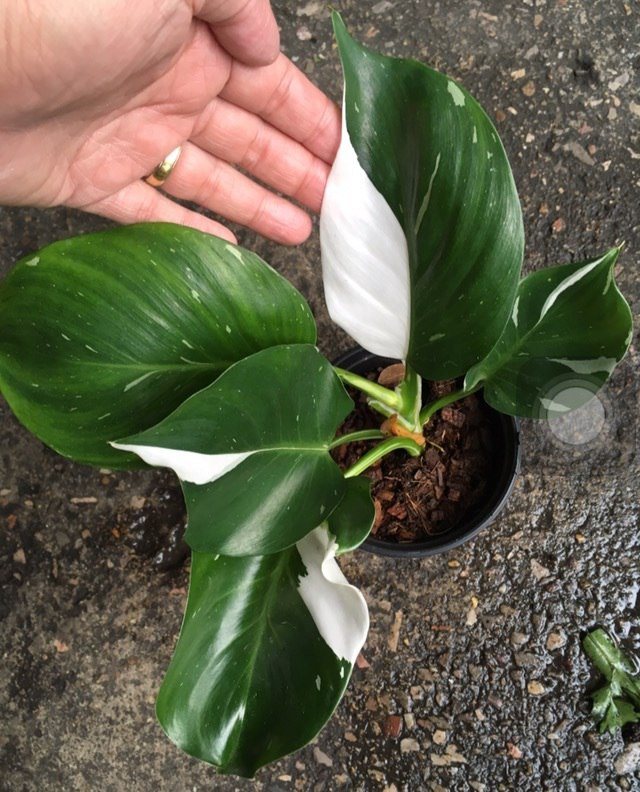 Philodendron 'White Knight' size