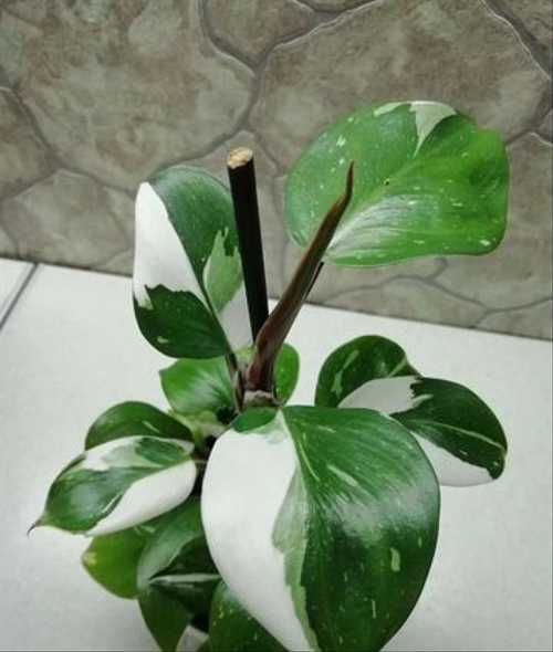 Philodendron 'White Knight' leaves