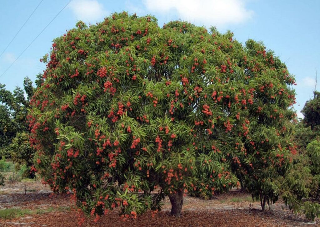 Nephelium lappaceum Rambutan tree 