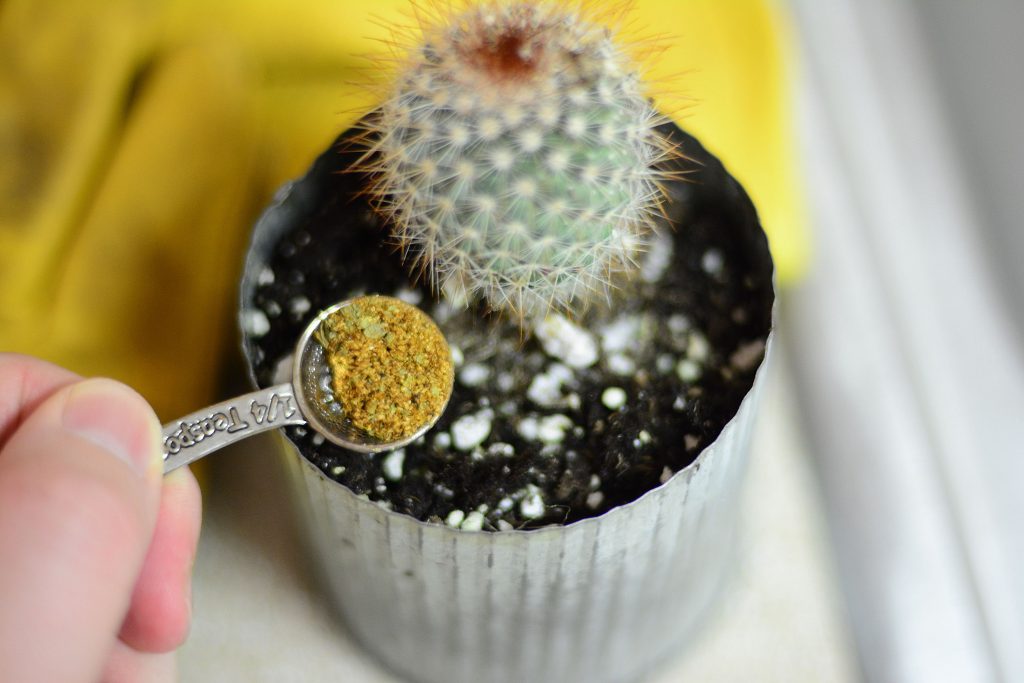 Cactus Fertilizer in a spoune
