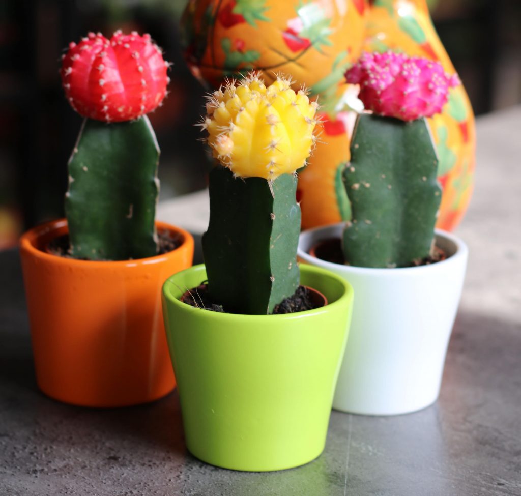 moon cactus pots