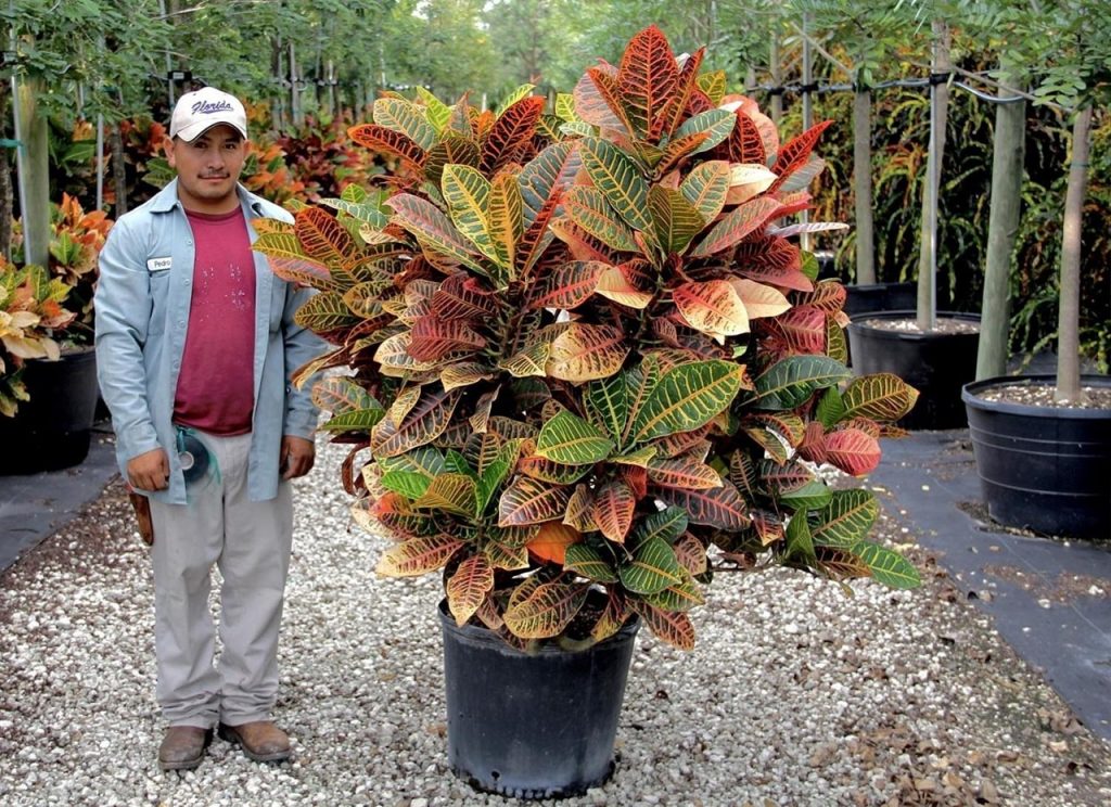 large Mammy Croton or Codiaeum variegatum