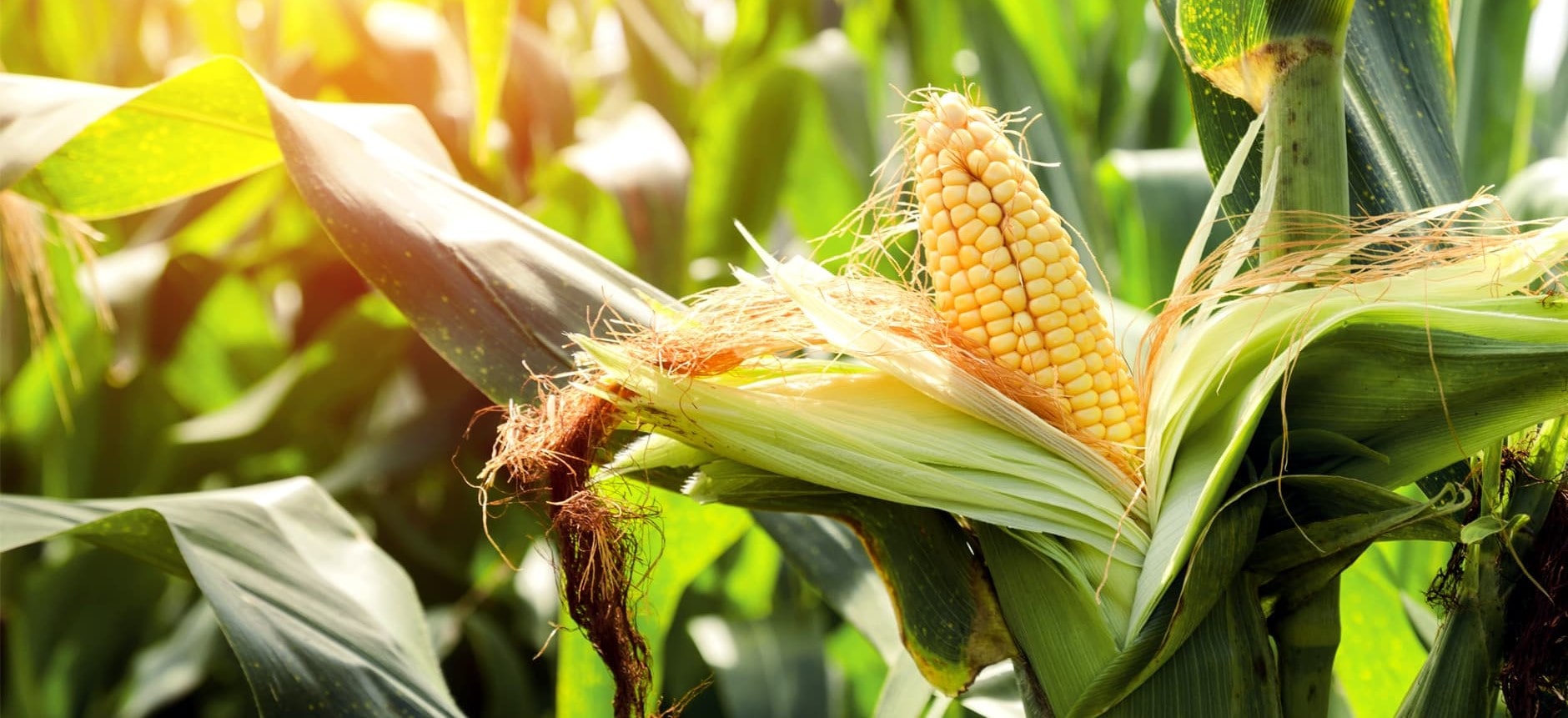 EcoFriendly Garden Reusing Corn Husks and Cobs in Composting • Care